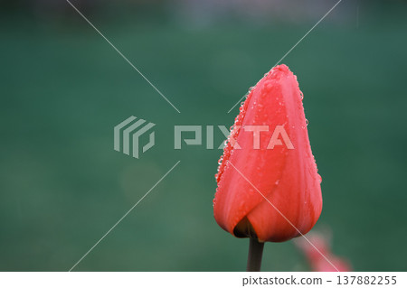A close-up of a red tulip bud covered in water droplets against a green bokeh background. 137882255