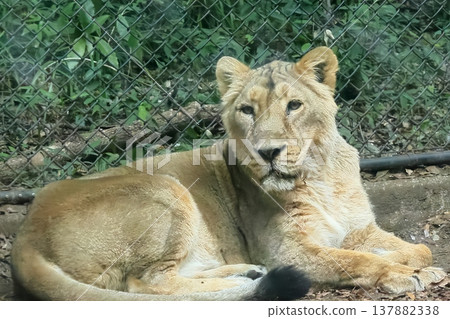 Indian Lion 137882338