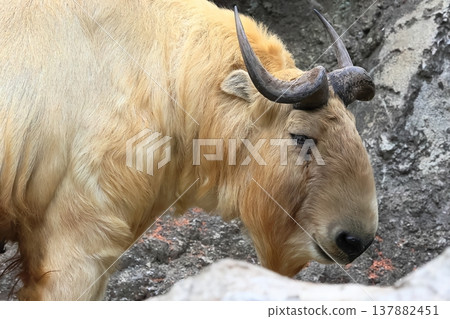 Golden Takin Golden Takin 137882451