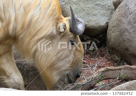 Golden Takin Golden Takin 137882452