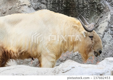 Golden Takin Golden Takin 137882453