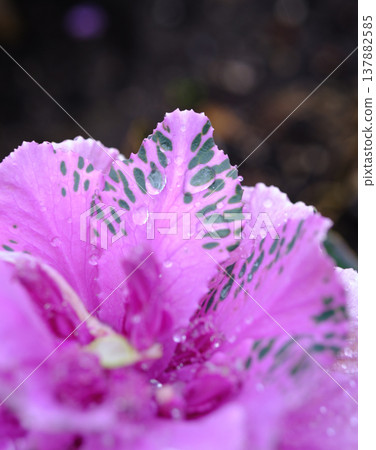 觀賞甘藍葉片的微距攝影，葉片呈現綠色和紫色相間，表面覆蓋著水滴。 137882585