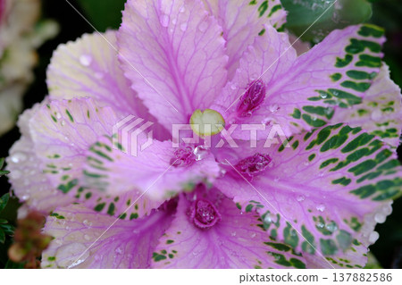 觀賞甘藍葉片的微距攝影，葉片呈現綠色和紫色相間，表面覆蓋著水滴。 137882586