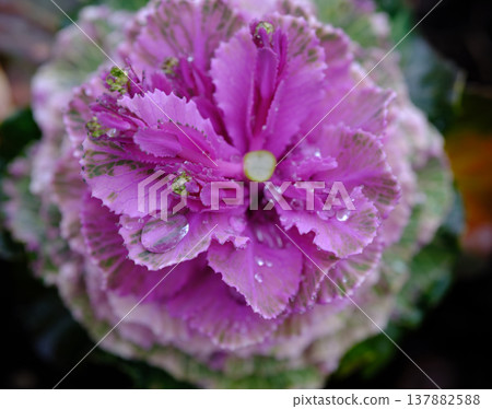 觀賞甘藍葉片的微距攝影，葉片呈現綠色和紫色相間，表面覆蓋著水滴。 137882588