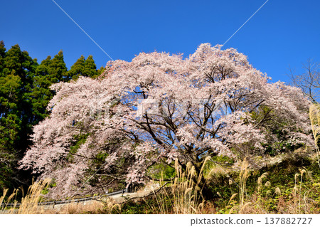 Kumanozakura cherry blossoms on the mountaintop [Kozagawa Town, Wakayama Prefecture] 137882727