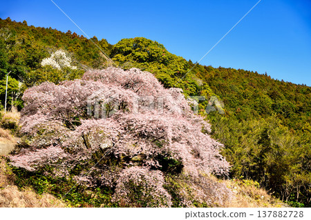 Kumanozakura cherry blossoms on the mountaintop [Kozagawa Town, Wakayama Prefecture] 137882728