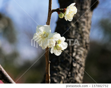 White plum blossoms in bloom (cultivar) - Winter Solstice White plum blossoms in bloom (cultivar) - Winter Solstice 137882732