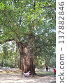 wood  137882846