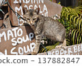 Stray cat relaxing on a block wall 137882847