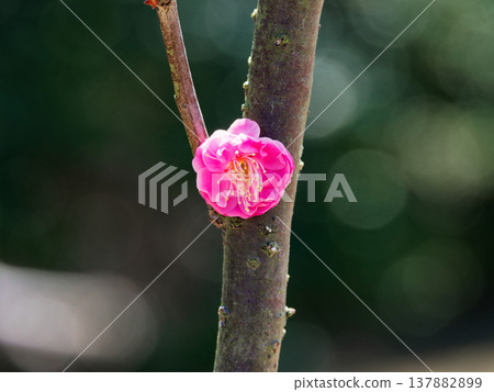 The red plum blossoms that herald spring: the cultivated variety Mori no Seki. The red plum blossoms that herald spring: the cultivated variety Mori no Seki. 137882899