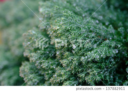 Macro photography of juniper conifer branches and leaves covered in raindrops after the rain, with a green bokeh background. Macro photography of juniper conifer branches and leaves covered in raindrops after the rain, with a green bokeh background. 137882911