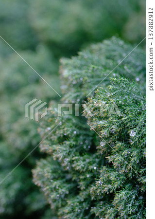 雨後，杜松樹枝葉上掛滿雨滴，以綠色散景為背景，拍攝出微距照片。 137882912