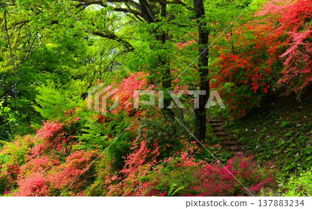Higashichichibu Village, Nihongi Pass: Mountain azaleas and fresh greenery Higashichichibu Village, Nihongi Pass: Mountain azaleas and fresh greenery 137883234