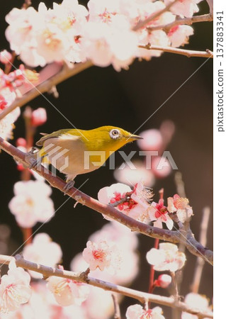 A Japanese white-eye perched on an apricot branch. A Japanese white-eye perched on an apricot branch. 137883341