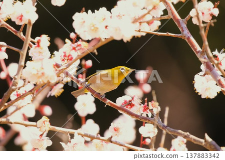 A Japanese white-eye perched on an apricot branch. A Japanese white-eye perched on an apricot branch. 137883342