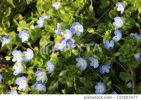 Blue speedwell flowers blooming in the early spring fields Blue speedwell flowers blooming in the early spring fields 137883477