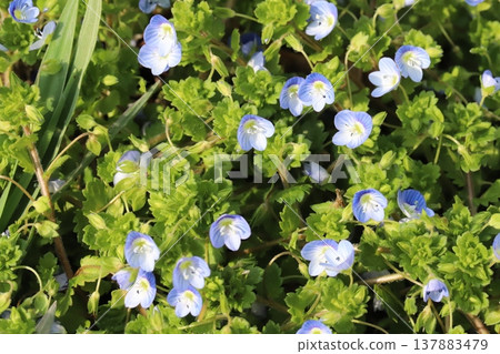 Blue speedwell flowers blooming in the early spring fields Blue speedwell flowers blooming in the early spring fields 137883479