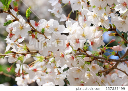 Cherry blossoms in full bloom Close-up 137883499