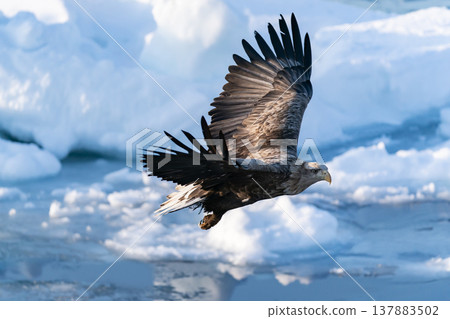 The sea of drift ice and the white-tailed eagle The sea of drift ice and the white-tailed eagle 137883502