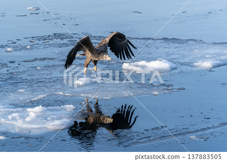 The sea of drift ice and the white-tailed eagle The sea of drift ice and the white-tailed eagle 137883505