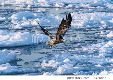The sea of drift ice and the white-tailed eagle The sea of drift ice and the white-tailed eagle 137883509