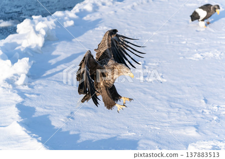 The sea of drift ice and the white-tailed eagle The sea of drift ice and the white-tailed eagle 137883513