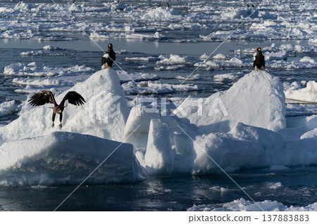 King of the Sea: Steller's Sea Eagle 137883883