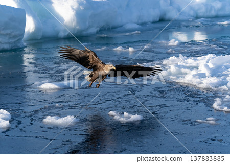 King of the Sea: Steller's Sea Eagle King of the Sea: Steller's Sea Eagle 137883885