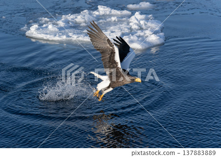 海中之王:斯特勒海雕 海中之王:斯特勒海雕 137883889