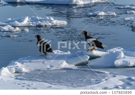 King of the Sea: Steller's Sea Eagle King of the Sea: Steller's Sea Eagle 137883890