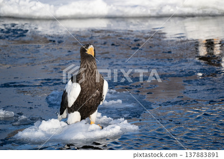 King of the Sea: Steller's Sea Eagle King of the Sea: Steller's Sea Eagle 137883891