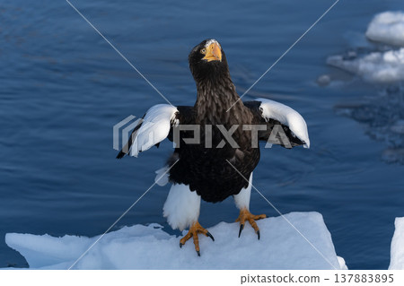 King of the Sea: Steller's Sea Eagle King of the Sea: Steller's Sea Eagle 137883895