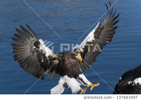 King of the Sea: Steller's Sea Eagle 137883897