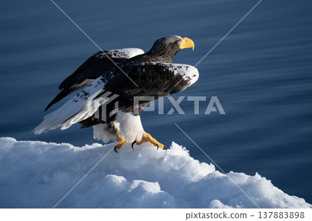 King of the Sea: Steller's Sea Eagle King of the Sea: Steller's Sea Eagle 137883898