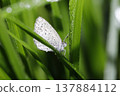 A Japanese grass blue butterfly, wet with morning dew. 137884112