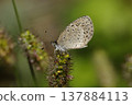 A Japanese grass blue butterfly, wet with morning dew. 137884113