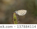 A Japanese grass blue butterfly, wet with morning dew. 137884114