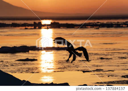 The sea of Rausu, where drift ice floats. 137884137