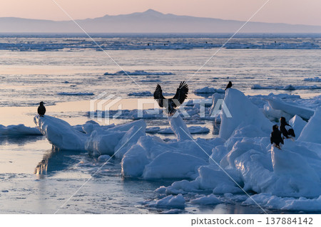 The sea of Rausu, where drift ice floats. The sea of Rausu, where drift ice floats. 137884142