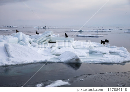 羅臼海，浮冰漂浮其間。 137884148