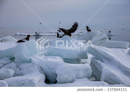 The sea of Rausu, where drift ice floats. The sea of Rausu, where drift ice floats. 137884151