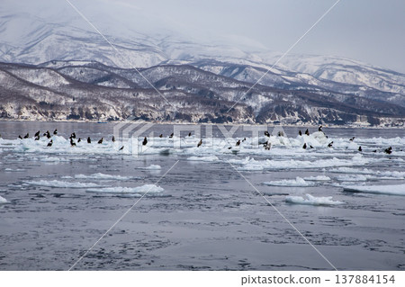 羅臼海,浮冰漂浮其間。 羅臼海,浮冰漂浮其間。 137884154