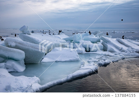 羅臼海,浮冰漂浮其間。 羅臼海,浮冰漂浮其間。 137884155