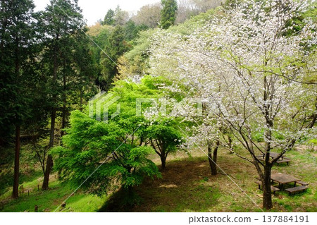 A rest area surrounded by fresh greenery and blooming mountain cherry blossoms [Sagamihara City, Kanagawa Prefecture, April] 137884191