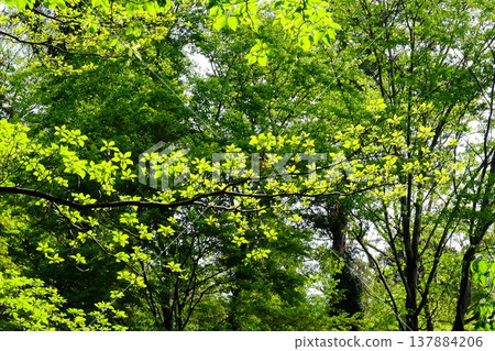 New leaves of the dogwood tree unfold among the trees. [Sagamihara City, Kanagawa Prefecture, April] 137884206