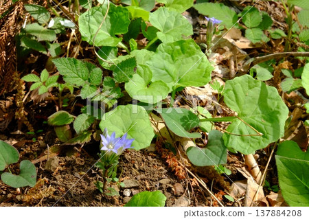 Wild gentian flowers in bloom [Sagamihara City, Kanagawa Prefecture, April] 137884208