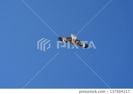 一隻風箏翱翔在天空。 一隻風箏翱翔在天空。 137884217