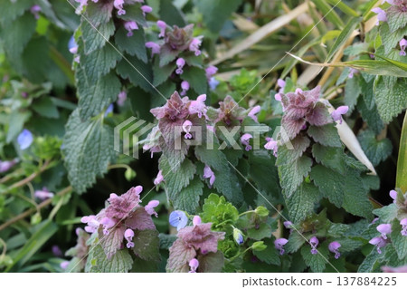 The small pink flowers of Lamium amplexicaule bloom in the early spring fields. 137884225