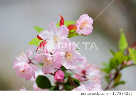 花中盛開 花中盛開 137884235