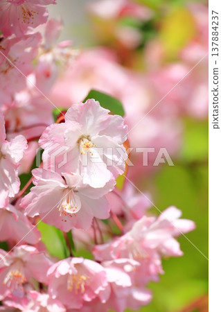 盛開的雛菊,垂直位置 盛開的雛菊,垂直位置 137884237